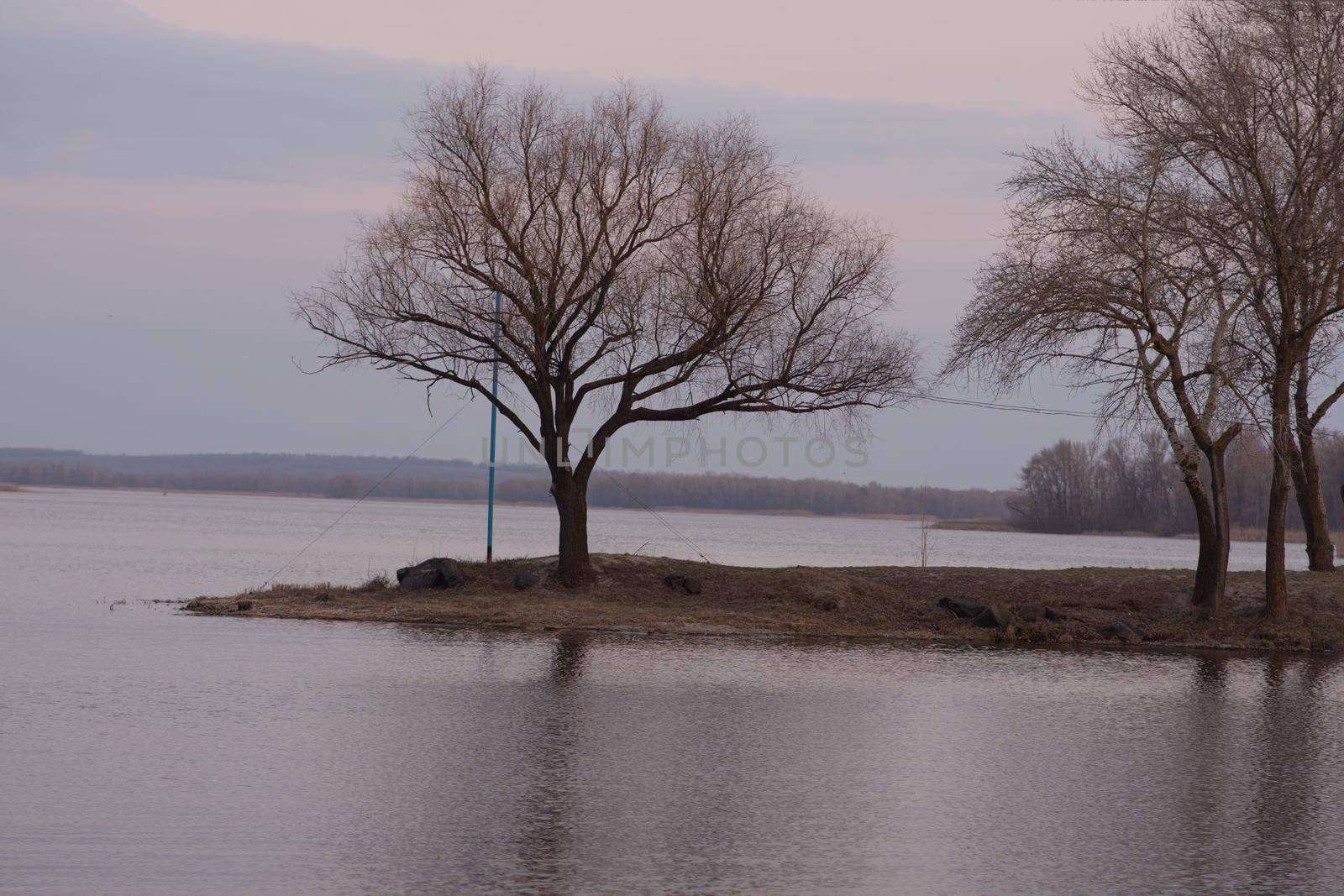 A tree without leaves near the water. The river at sunset.