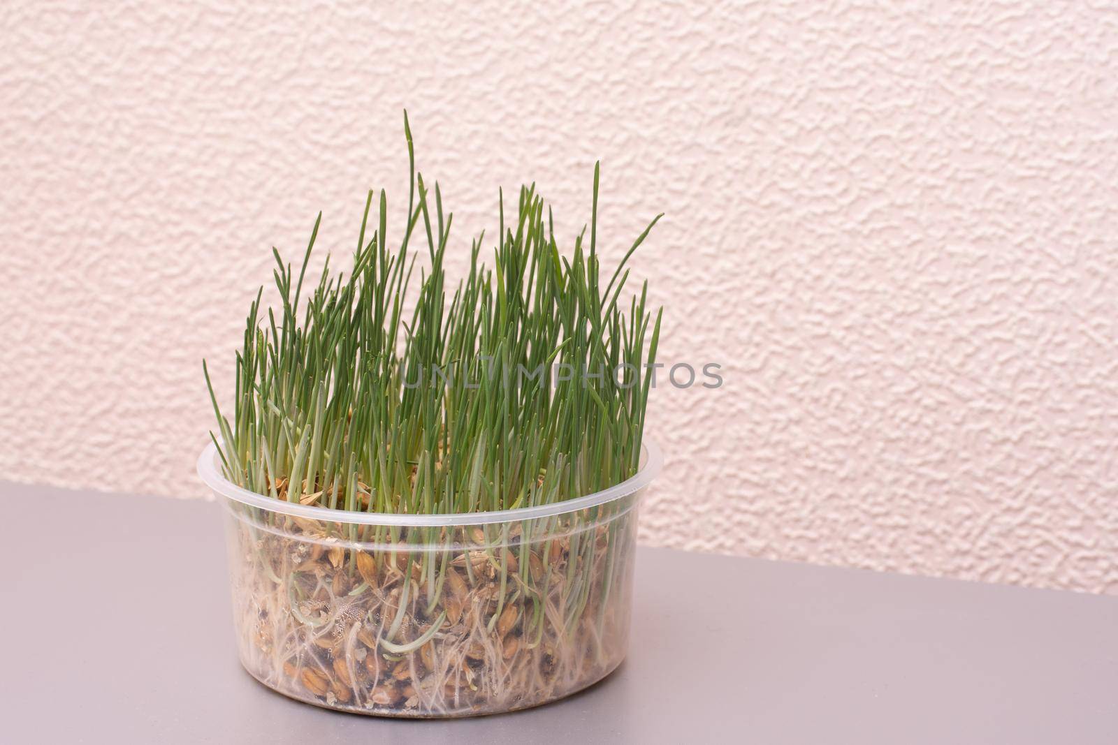 The grass for the cat grows in a plastic jar in the kitchen. Cat grass at home.