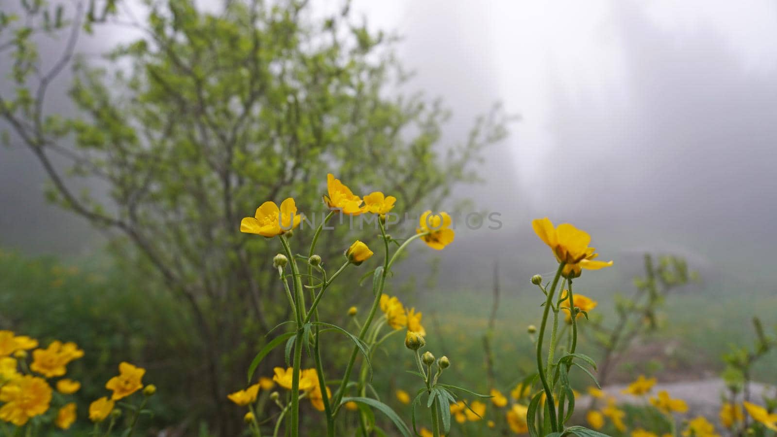 Yellow flowers in the fog. Forest. by Passcal