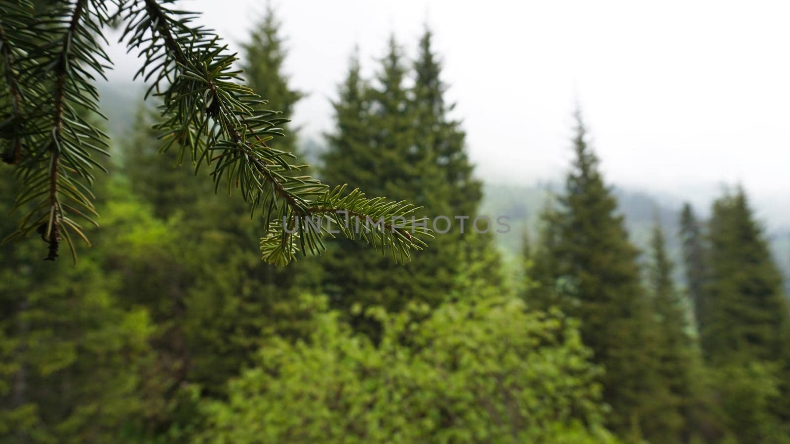 A heavy fog covered the forest. Green trees, grass, if everything is in the clouds. Mountainous terrain, nothing to see. A light wind stirs the branches and grass. Mystical place, dark. Chimbulak.