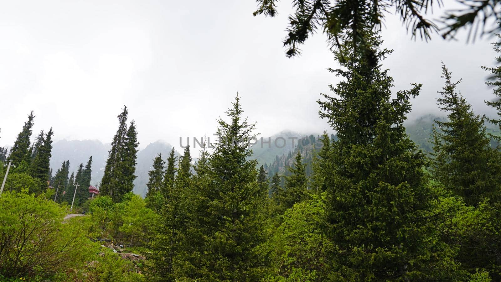 A heavy fog covered the forest. Green trees, grass, if everything is in the clouds. Mountainous terrain, nothing to see. A light wind stirs the branches and grass. Mystical place, dark. Chimbulak.