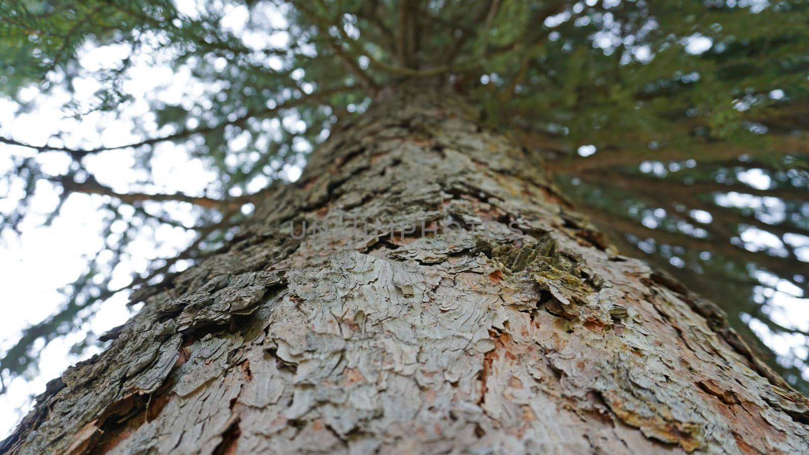 Macro photography of coniferous tree bark. The bark peels off from the tree trunk. Green branches of a spruce are visible. Cloudy weather, gray sky.