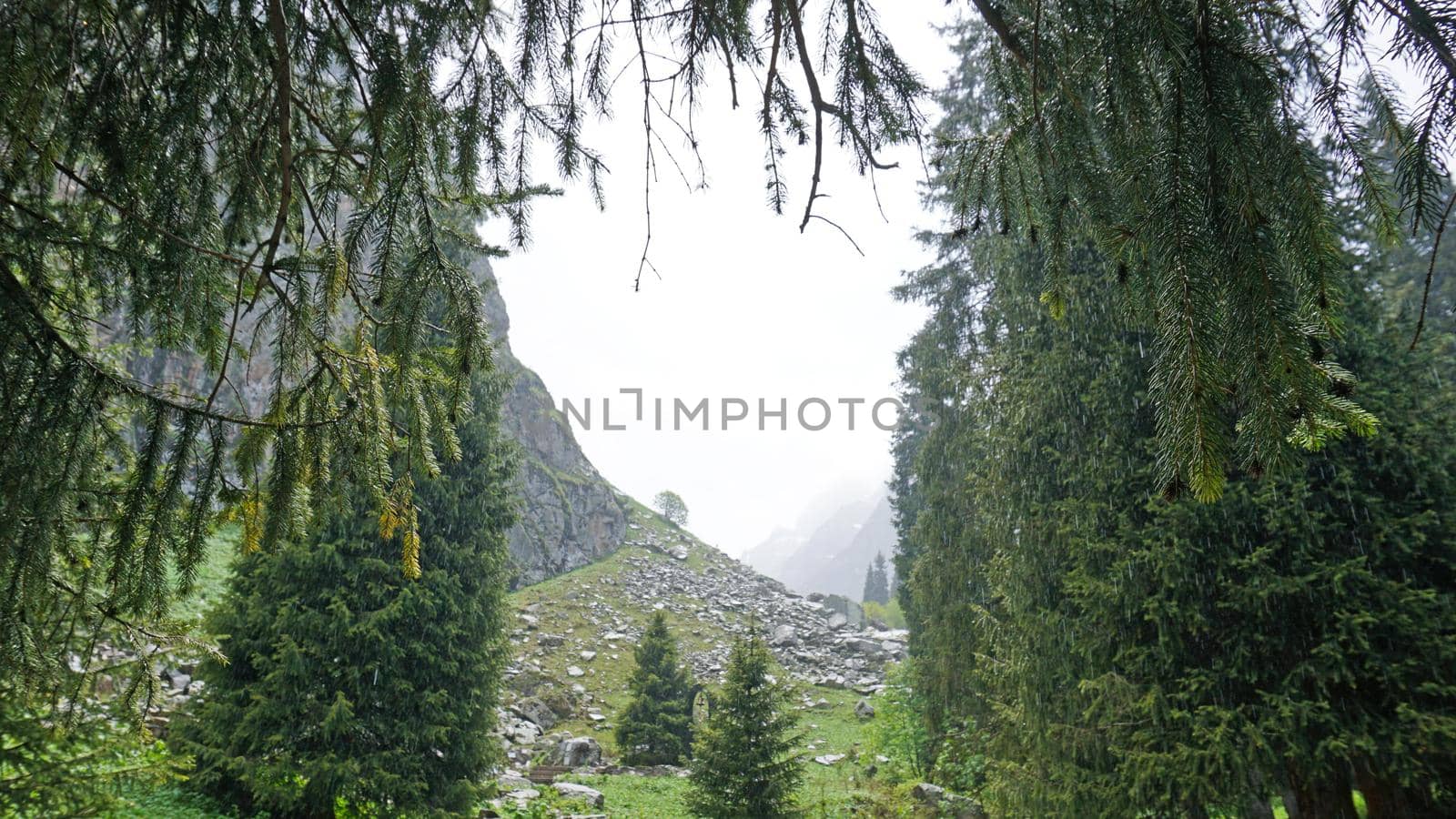 Spruce trees in the forest in the mountains. Bright weather, visible raindrops. Clouds fly by. View of coniferous trees, sky, green fields and mountains. There are rocks in some places. Green grass.