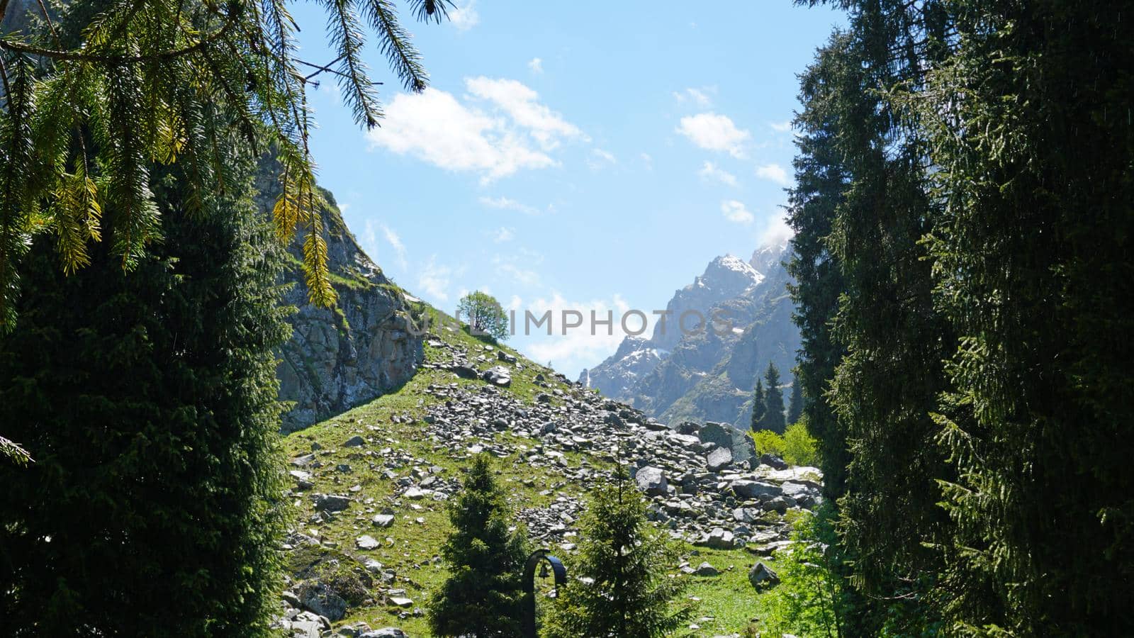 Spruce trees in the forest in the mountains. Bright weather, visible raindrops. Clouds fly by. View of coniferous trees, sky, green fields and mountains. There are rocks in some places. Green grass.