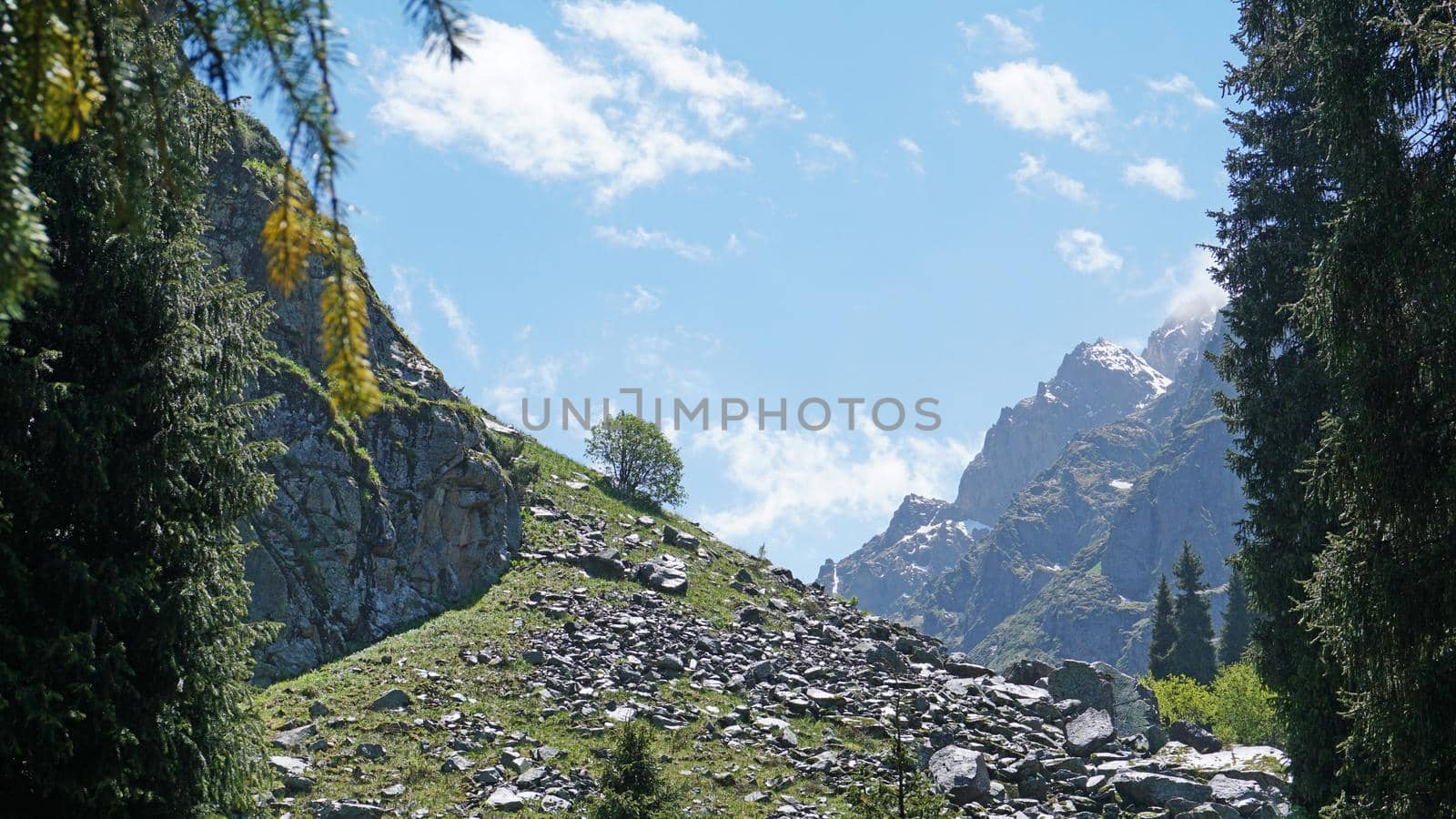 Spruce trees in the forest in the mountains. Bright weather, visible raindrops. Clouds fly by. View of coniferous trees, sky, green fields and mountains. There are rocks in some places. Green grass.