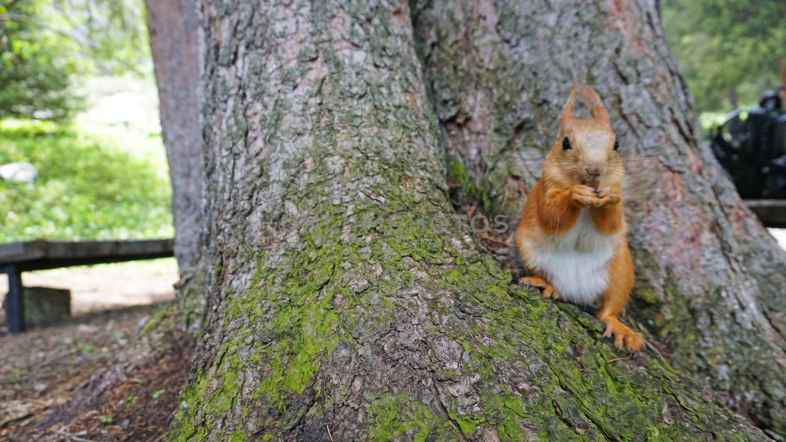 A red squirrel with a fluffy tail nibbles a nut. by Passcal