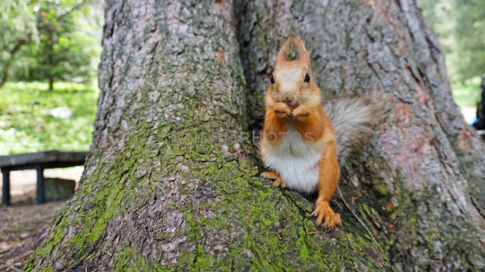 A red squirrel with a bushy tail nibbles a nut. I look at the camera. Forest environment. Green moss on trees. The squirrel tries to grab the camera. Funny forest animal.