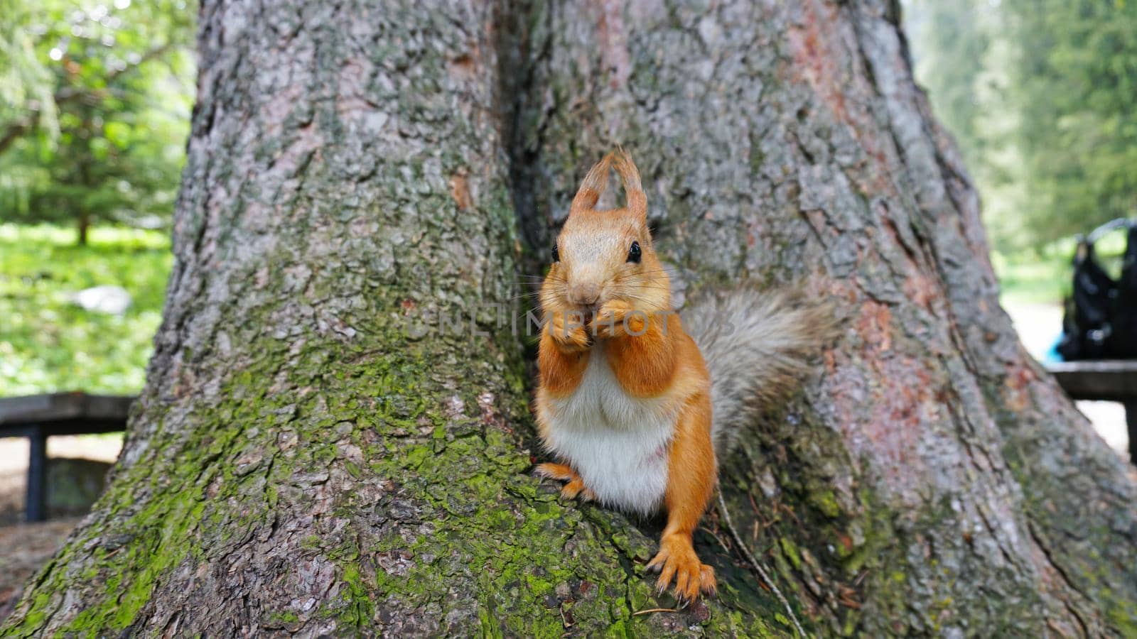 A red squirrel with a bushy tail nibbles a nut. I look at the camera. Forest environment. Green moss on trees. The squirrel tries to grab the camera. Funny forest animal.