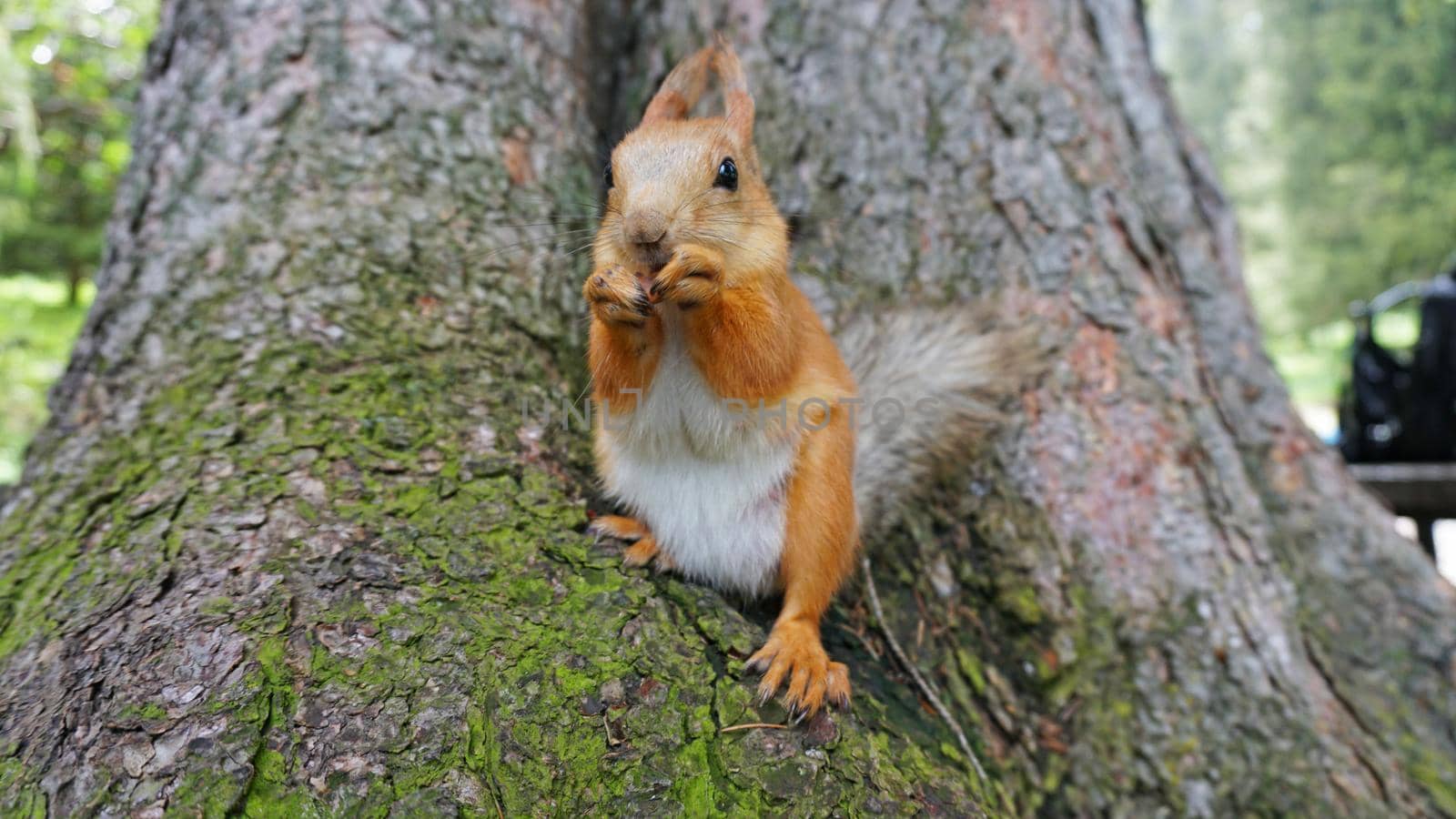 A red squirrel with a fluffy tail nibbles a nut. by Passcal