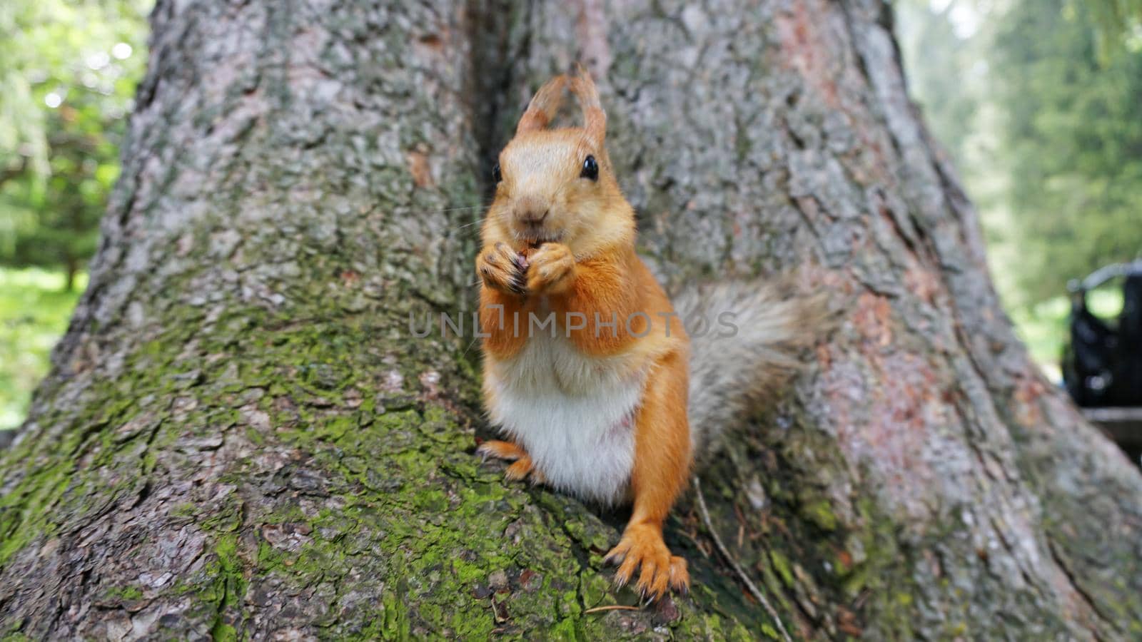 A red squirrel with a bushy tail nibbles a nut. I look at the camera. Forest environment. Green moss on trees. The squirrel tries to grab the camera. Funny forest animal.