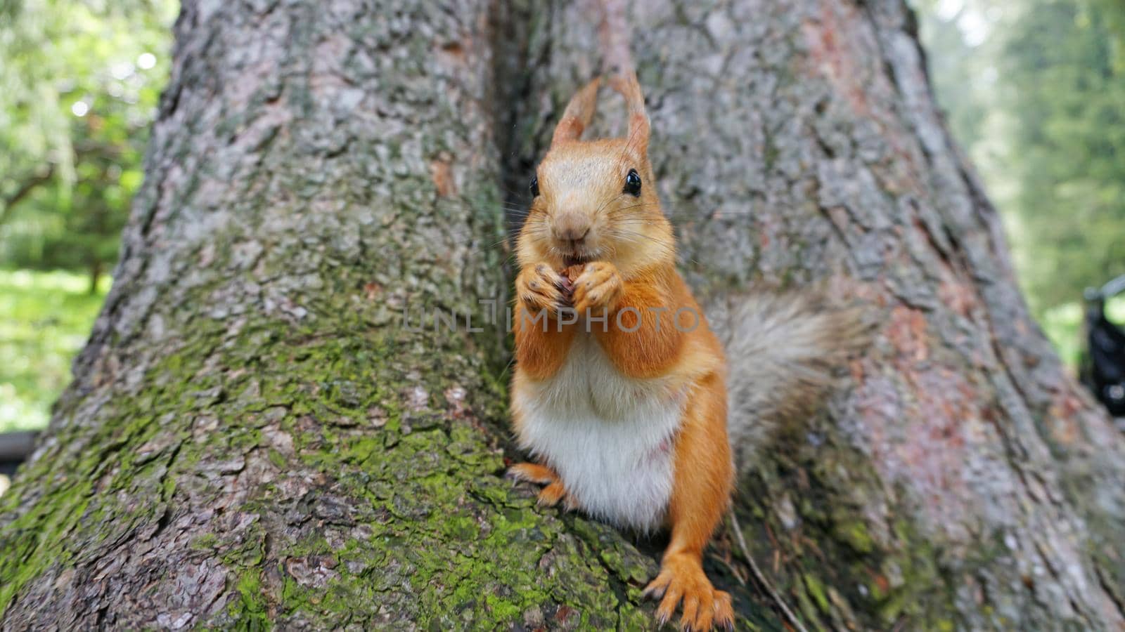 A red squirrel with a fluffy tail nibbles a nut. by Passcal