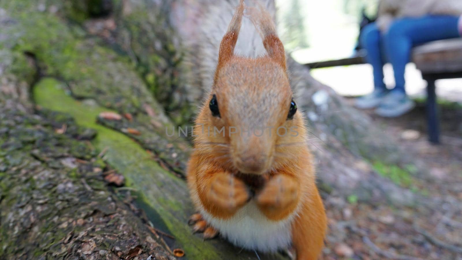 A red squirrel with a bushy tail nibbles a nut. I look at the camera. Forest environment. Green moss on trees. The squirrel tries to grab the camera. Funny forest animal.