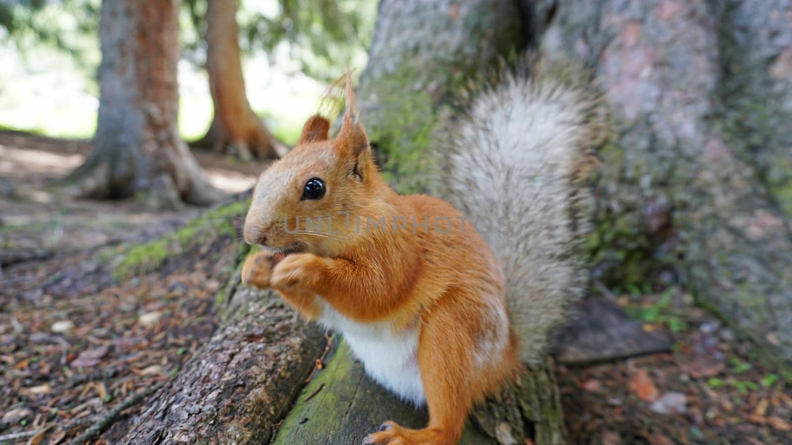 A red squirrel with a fluffy tail nibbles a nut. by Passcal