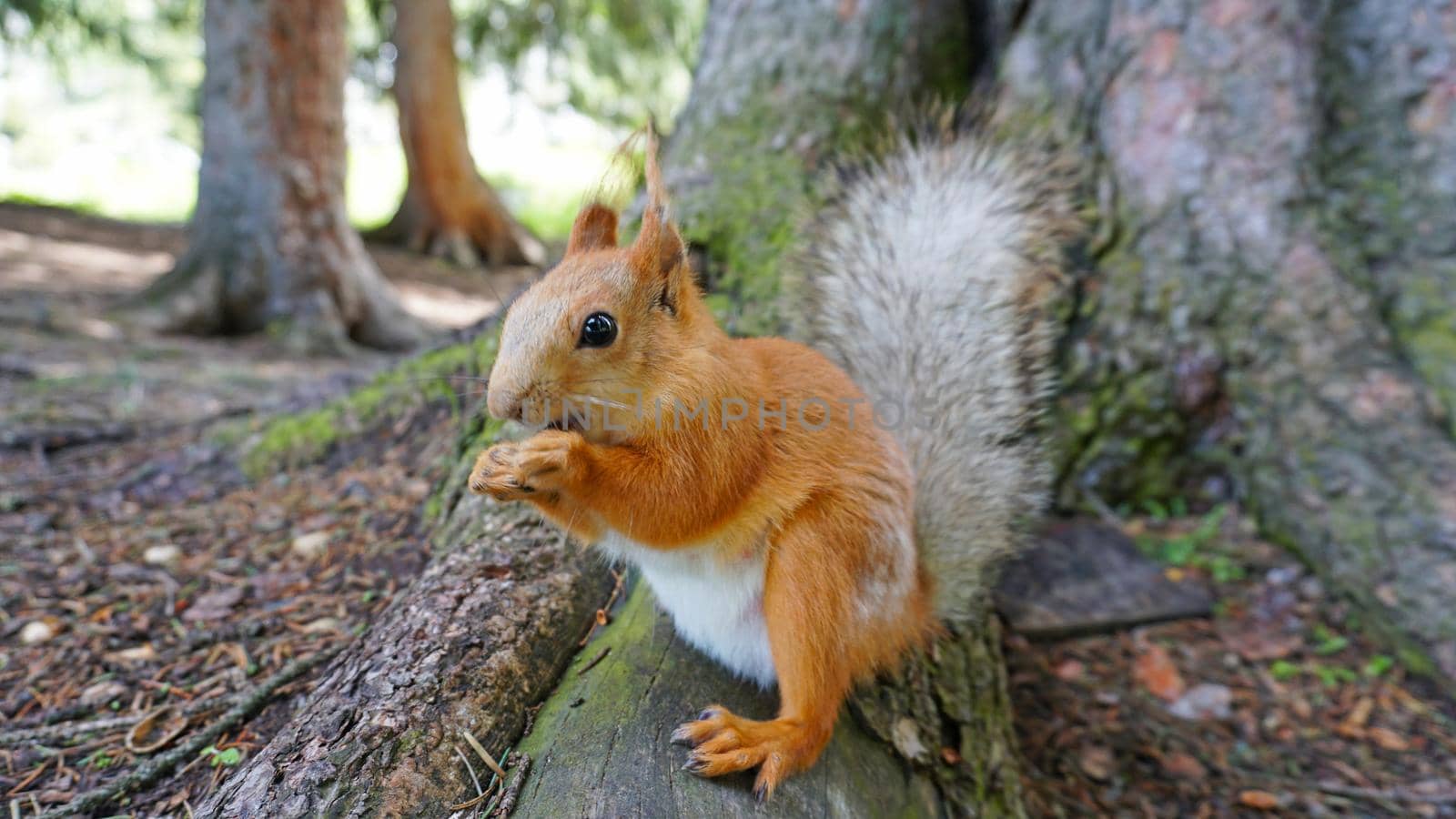 A red squirrel with a bushy tail nibbles a nut. I look at the camera. Forest environment. Green moss on trees. The squirrel tries to grab the camera. Funny forest animal.