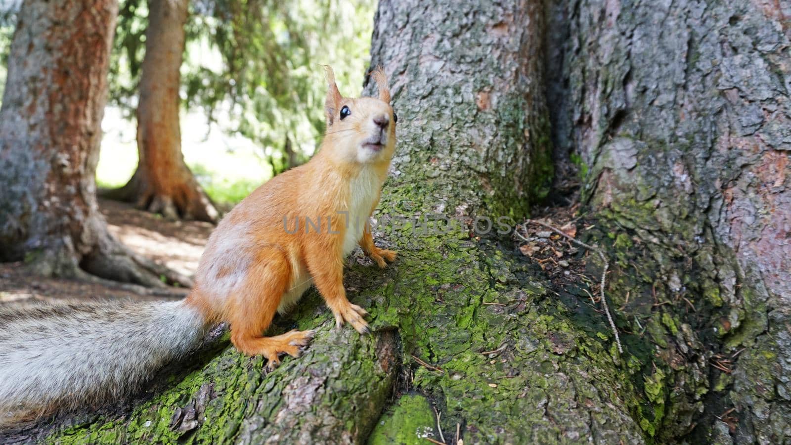 A red squirrel with a fluffy tail nibbles a nut. by Passcal