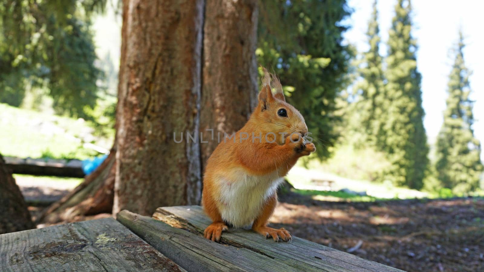 A red squirrel with a bushy tail nibbles a nut. Takes a nut from his hand. Forest environment. Green moss on trees. Squirrel sitting on a bench. Funny forest animal.