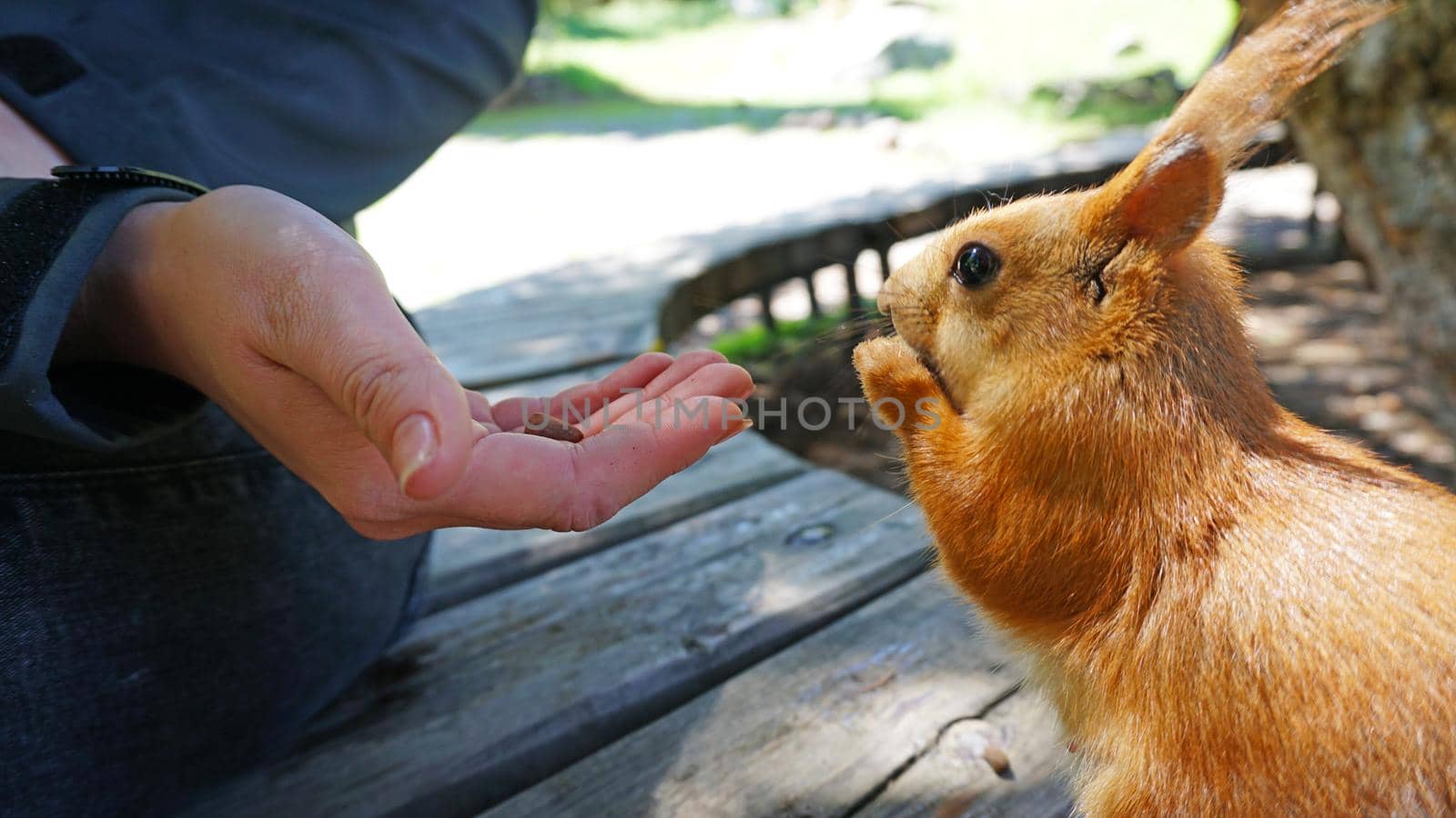 A red squirrel with a bushy tail nibbles a nut. by Passcal