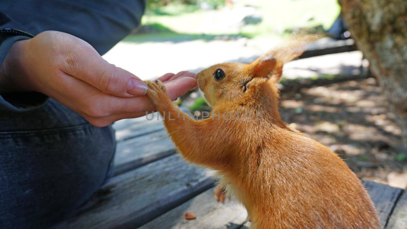 A red squirrel with a bushy tail nibbles a nut. Takes a nut from his hand. Forest environment. Green moss on trees. Squirrel sitting on a bench. Funny forest animal.