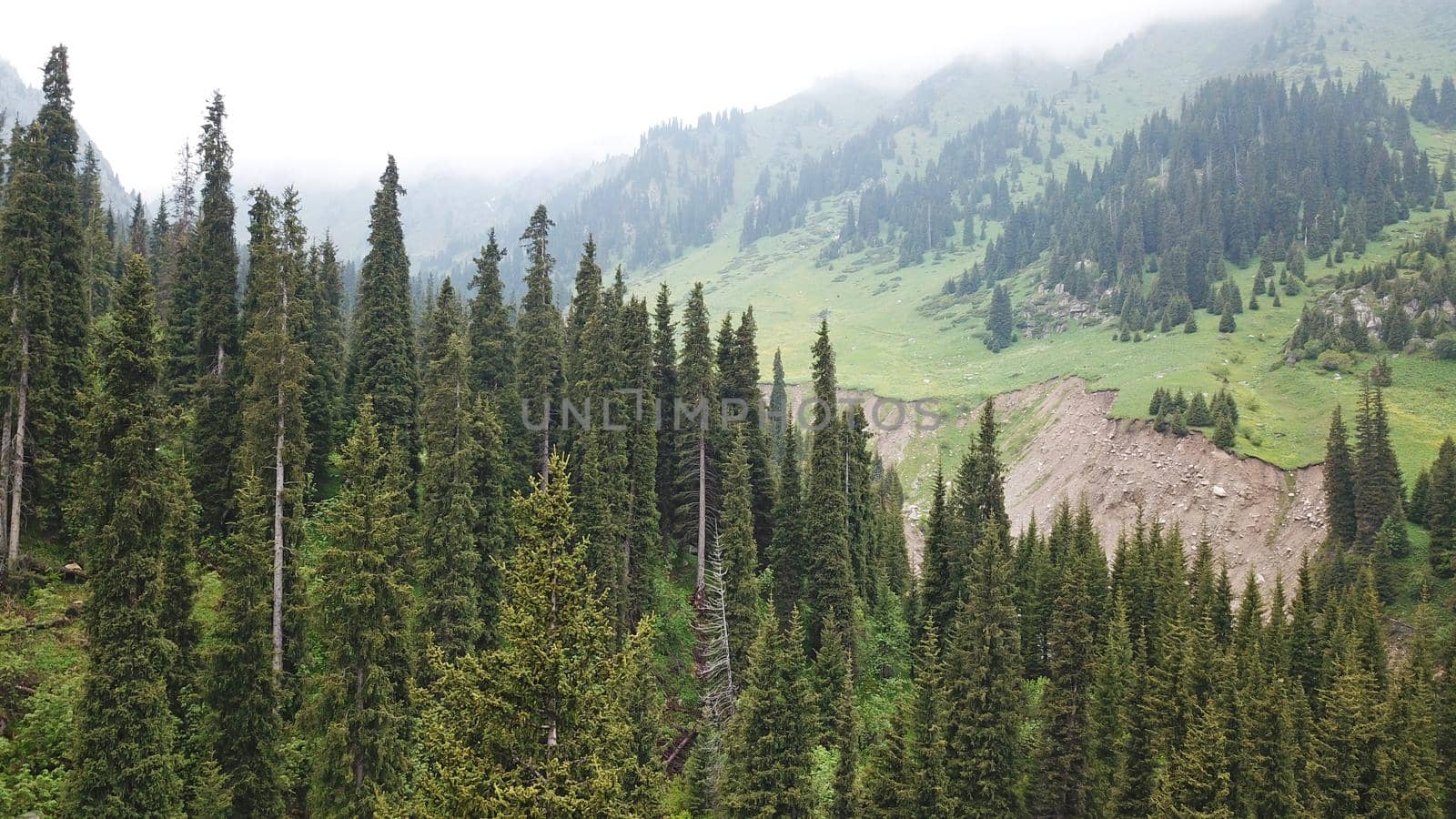 Green gorge with forest in the mountains. Aerial view of green hills, coniferous trees, road, river and trail. Steep cliffs with large rocks. The gorge is foggy, dripping rain in places. Kazakhstan.