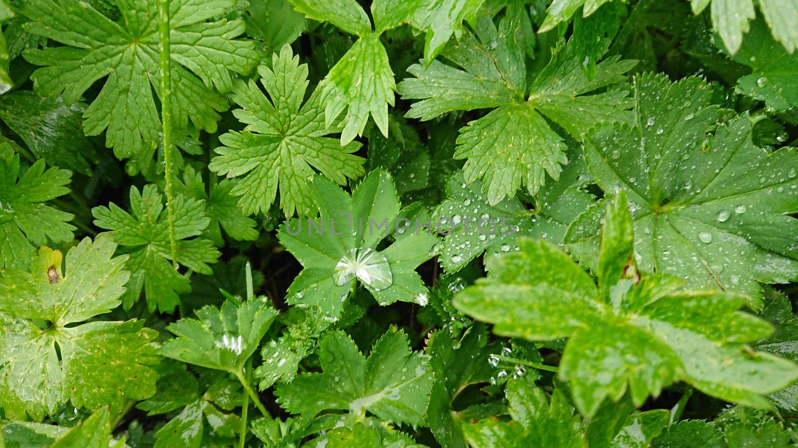 Large drops of water on the leaves. Dew on the grass. Water drops after rain. Green leaves, grass. Completely wet. Macro photography of nature. Good background. Clean drops.