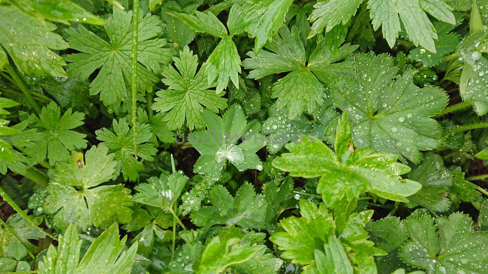 Large drops of water on the leaves. Dew on the grass. Water drops after rain. Green leaves, grass. Completely wet. Macro photography of nature. Good background. Clean drops.