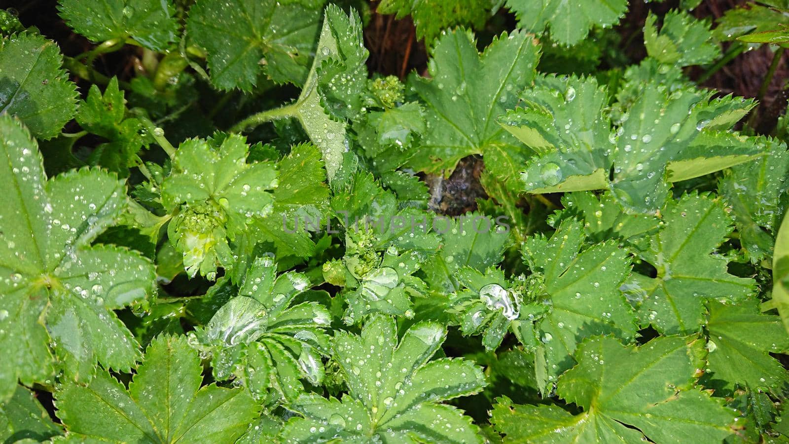 Large drops of water on the leaves. Dew on the grass. Water drops after rain. Green leaves, grass. Completely wet. Macro photography of nature. Good background. Clean drops.