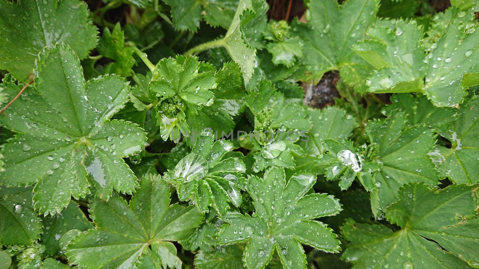 Large drops of water on the leaves. by Passcal