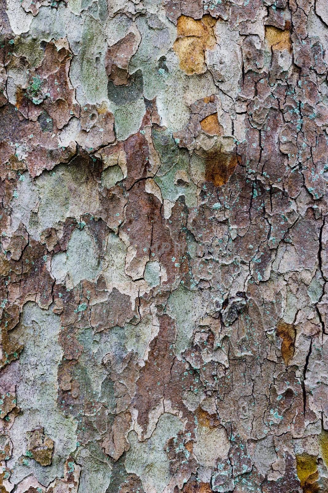 Close up abstract photo of the bark of a British plane tree. The bark is brown and light green in colour.