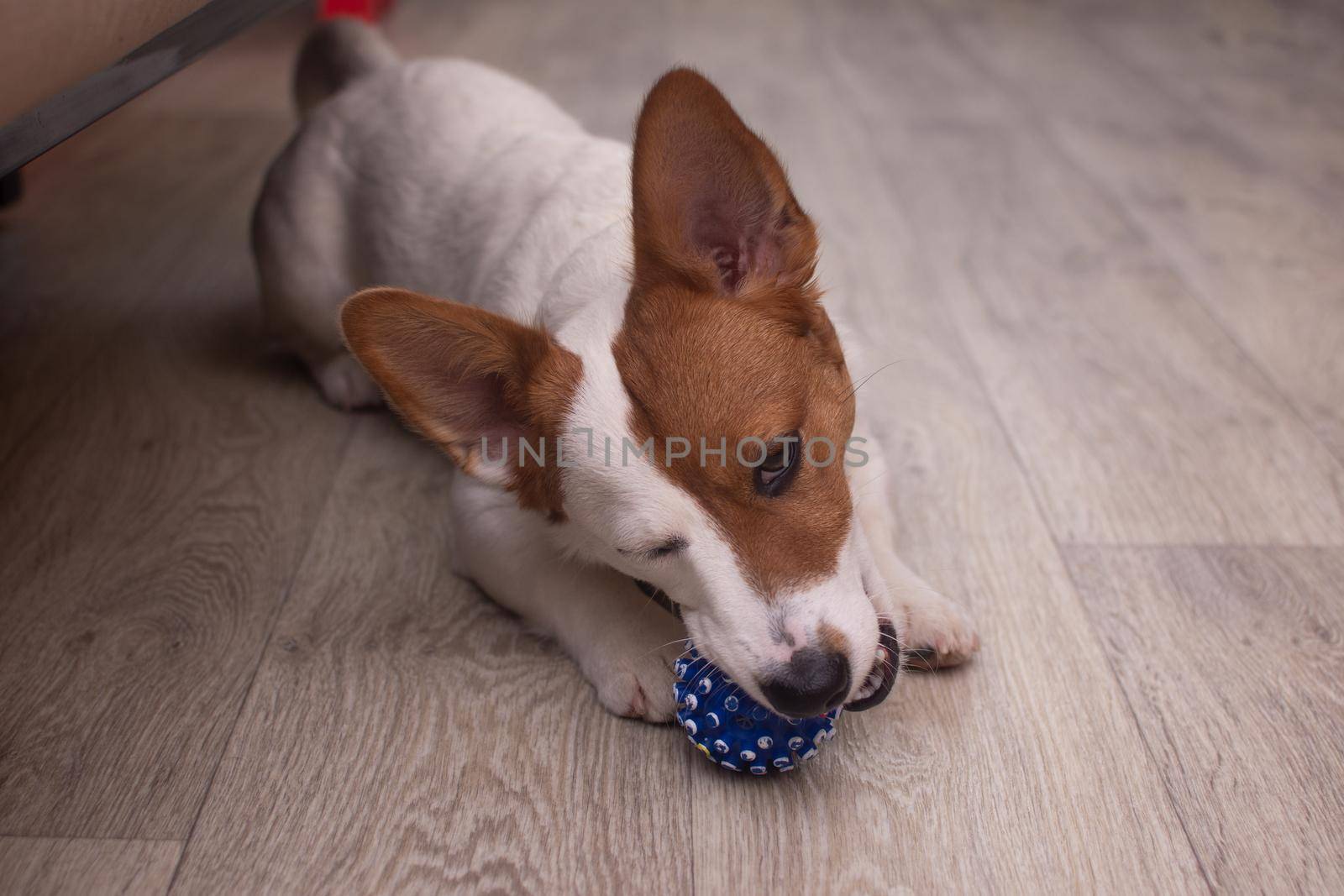 Jack Russell the dog plays with a blue ball. High quality photo