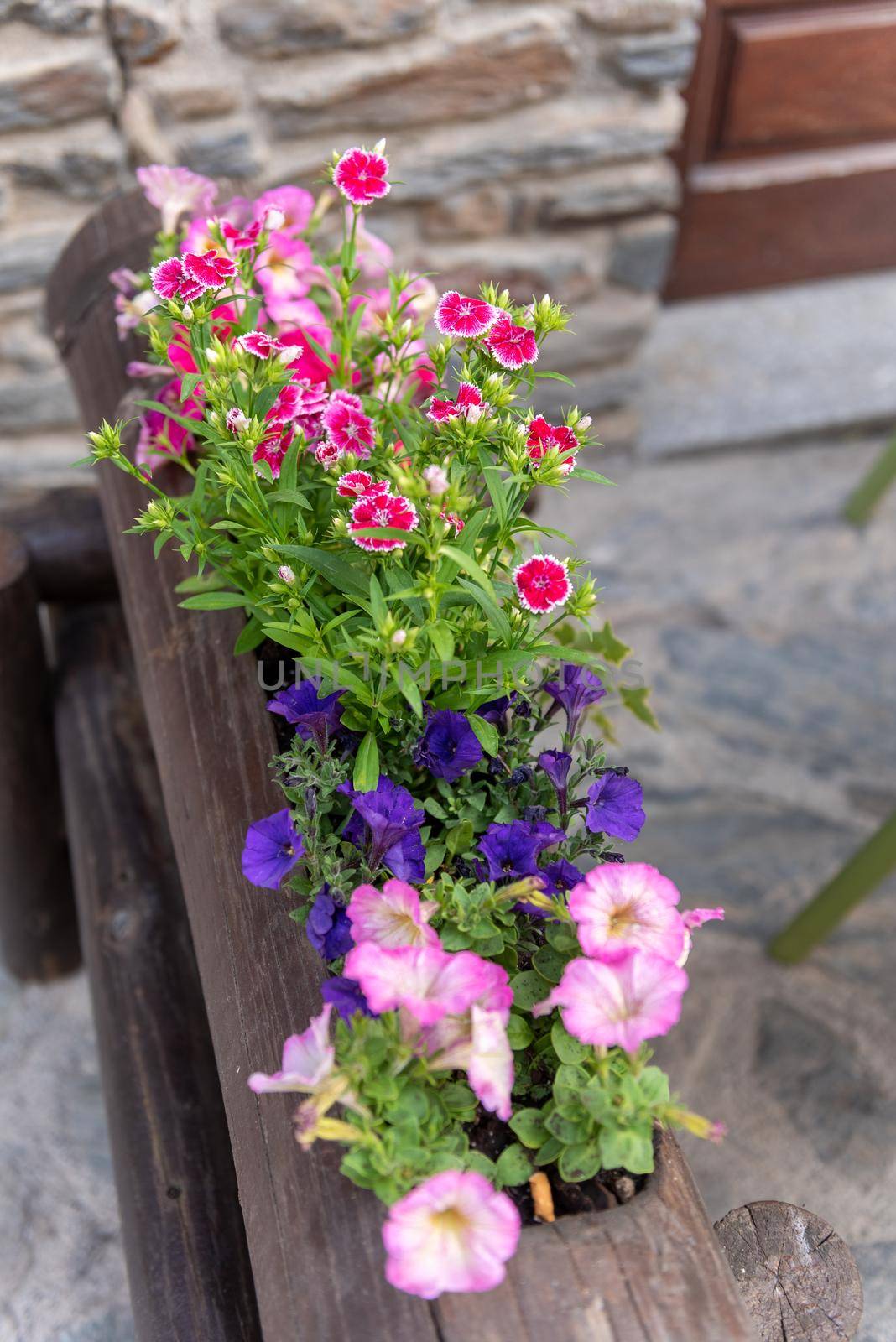 Flowers in spring in Ordino, Andorra in the Pyrenees.