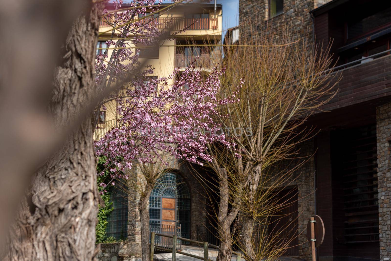 Flowers in spring in Ordino, Andorra in the Pyrenees.