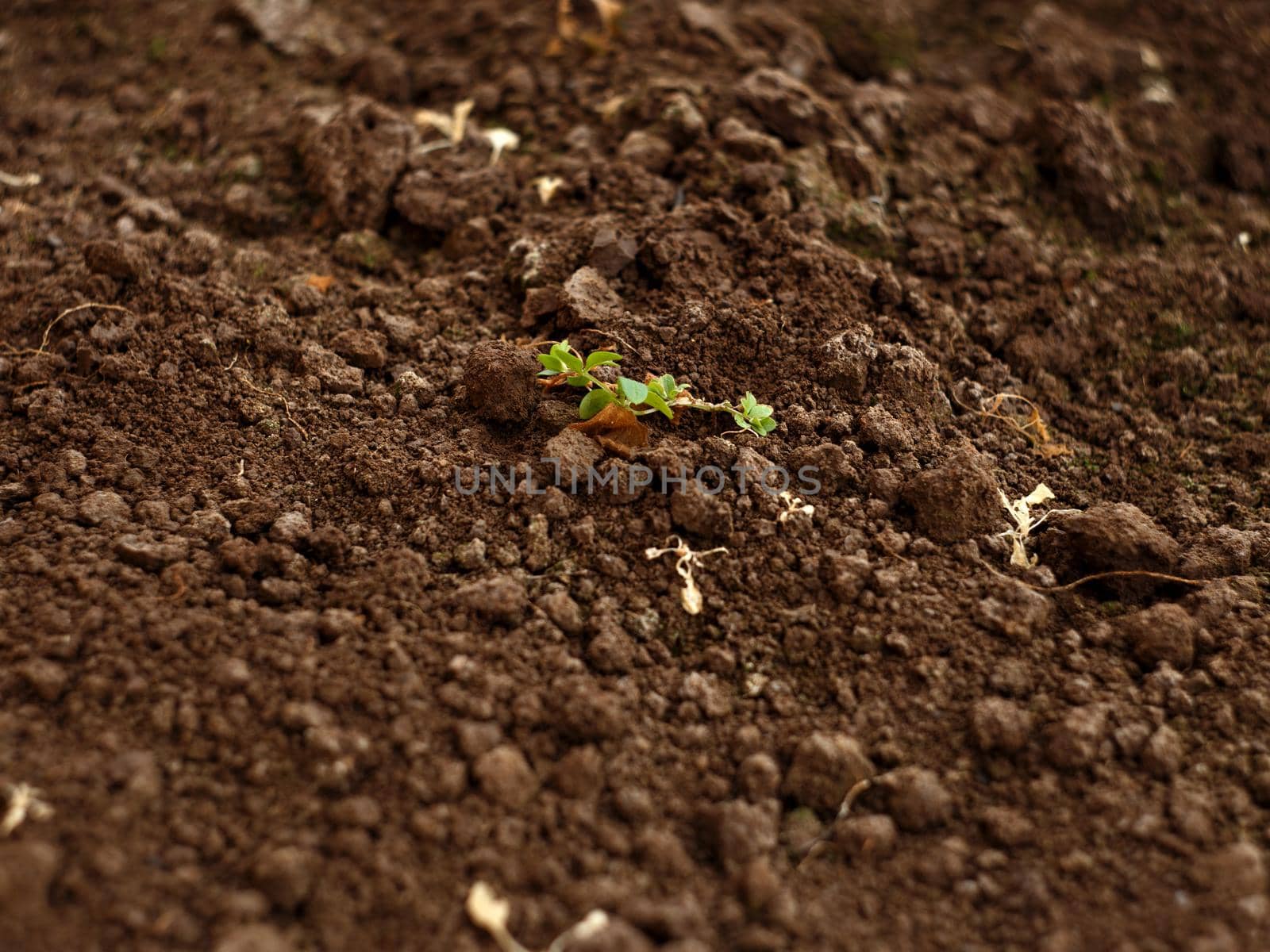 First green sprouts appeared from seeds in greenhouse. Green plants in loose brown soil.