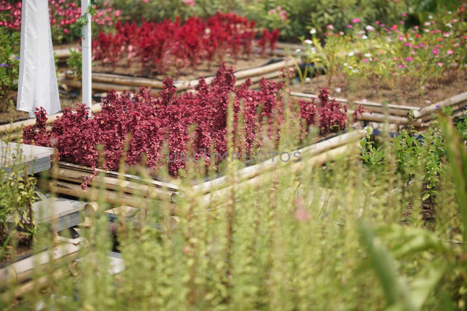 red green plant leaves decorating in flowerpot in garden park.