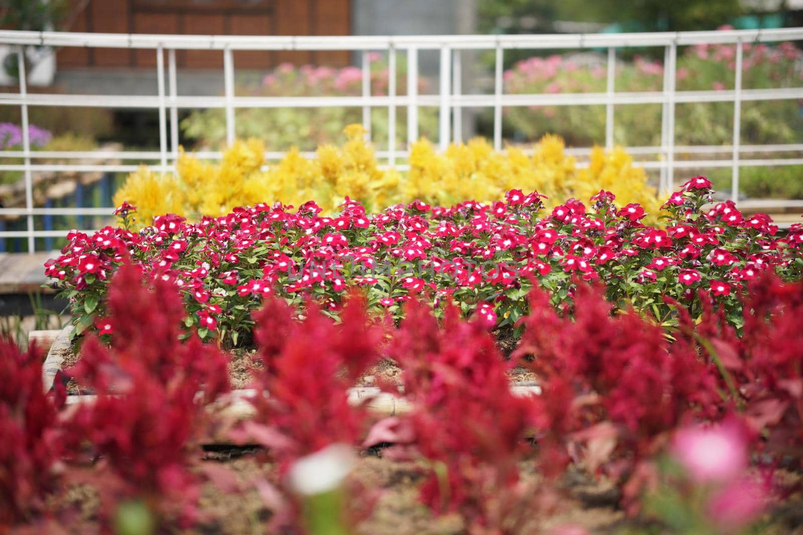 blooming flower in bloom decorating in flowerpot in garden