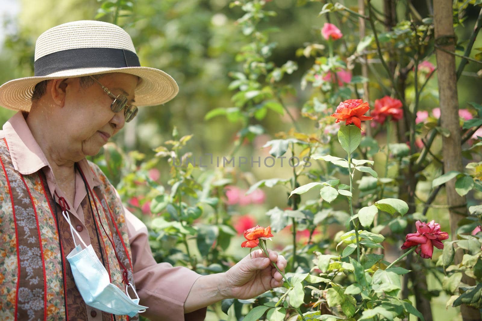 asian old elderly female elder woman resting relaxing in rose flower garden. senior leisure lifestyle