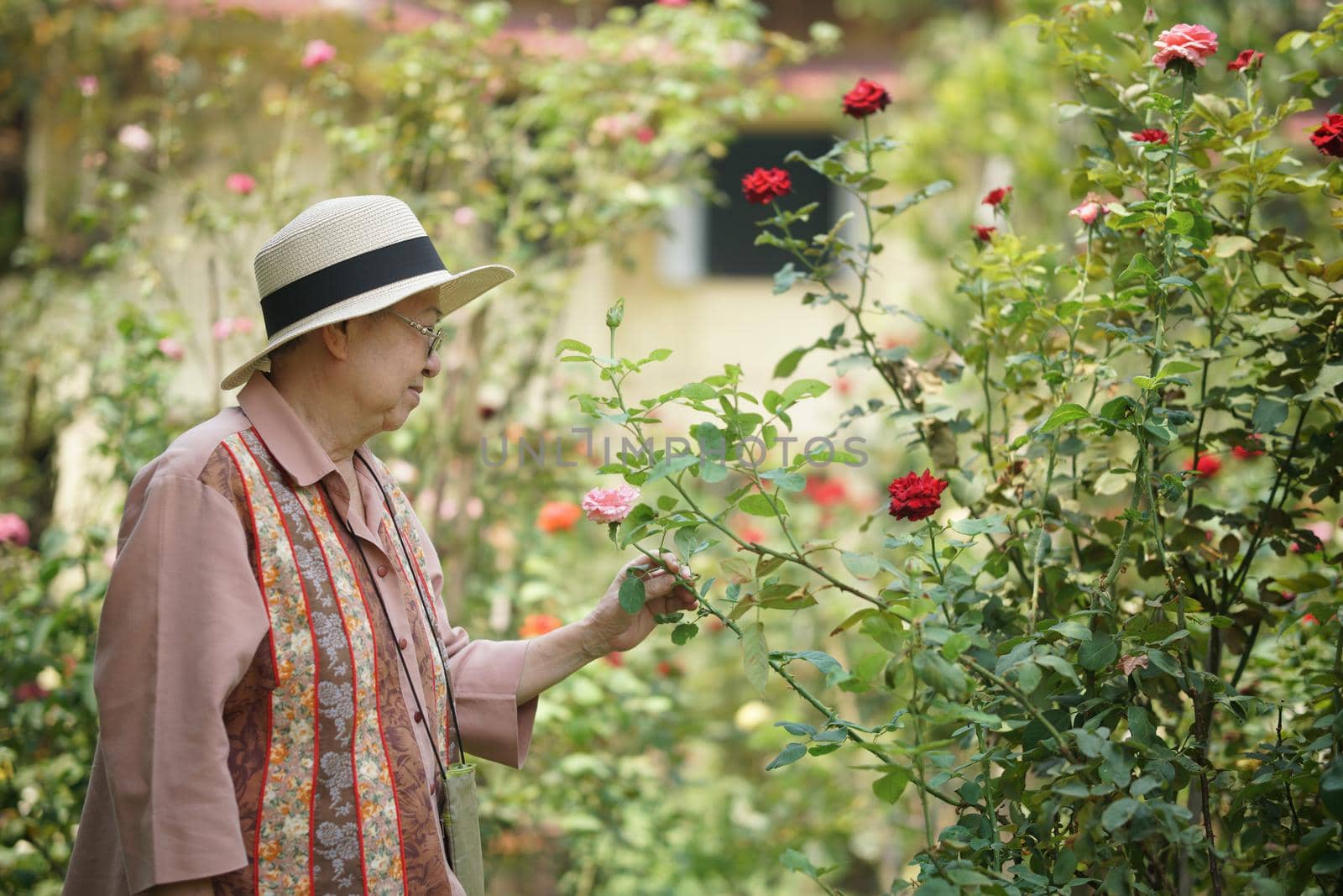 asian old elderly female elder woman resting relaxing in rose flower garden. senior leisure lifestyle