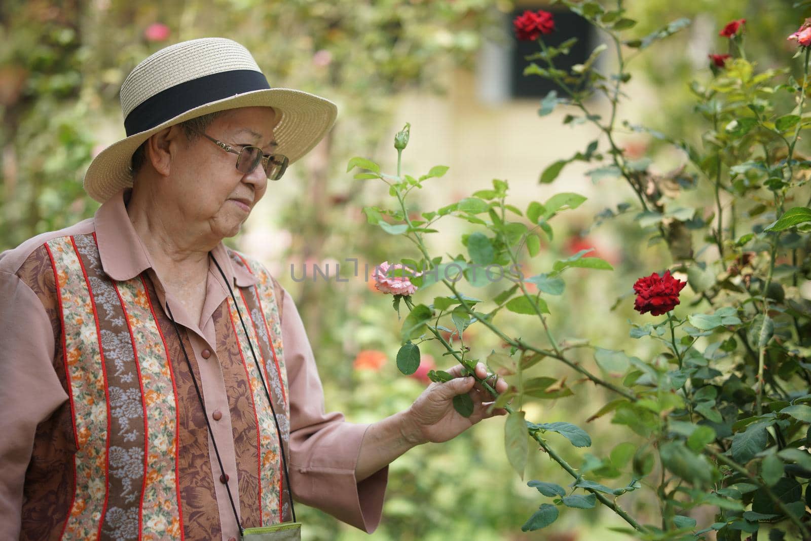 asian old elderly female elder woman resting relaxing in rose flower garden. senior leisure lifestyle
