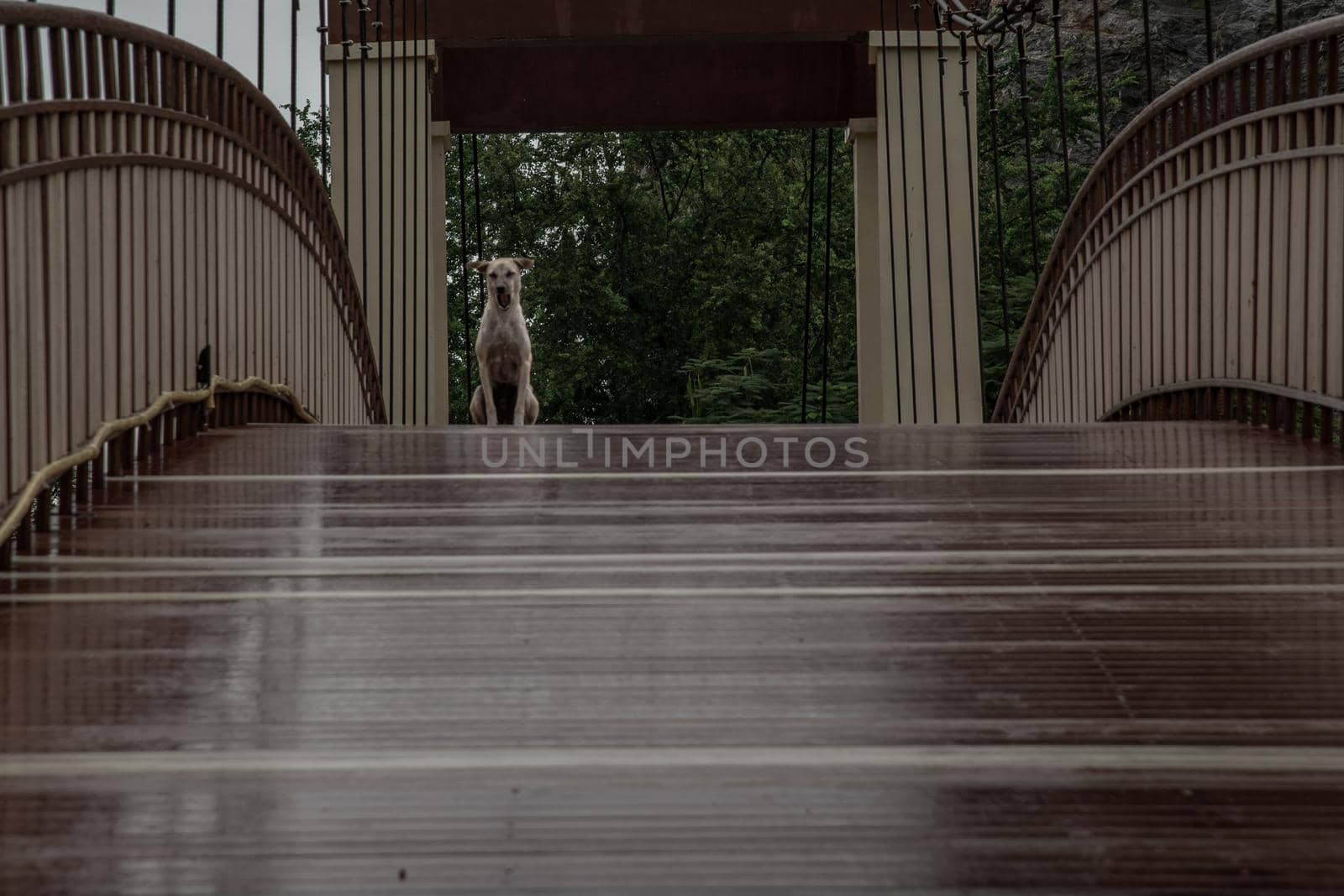 A dog standing on a Wood bridge walkway over the swamps on a rainy day. copy space.