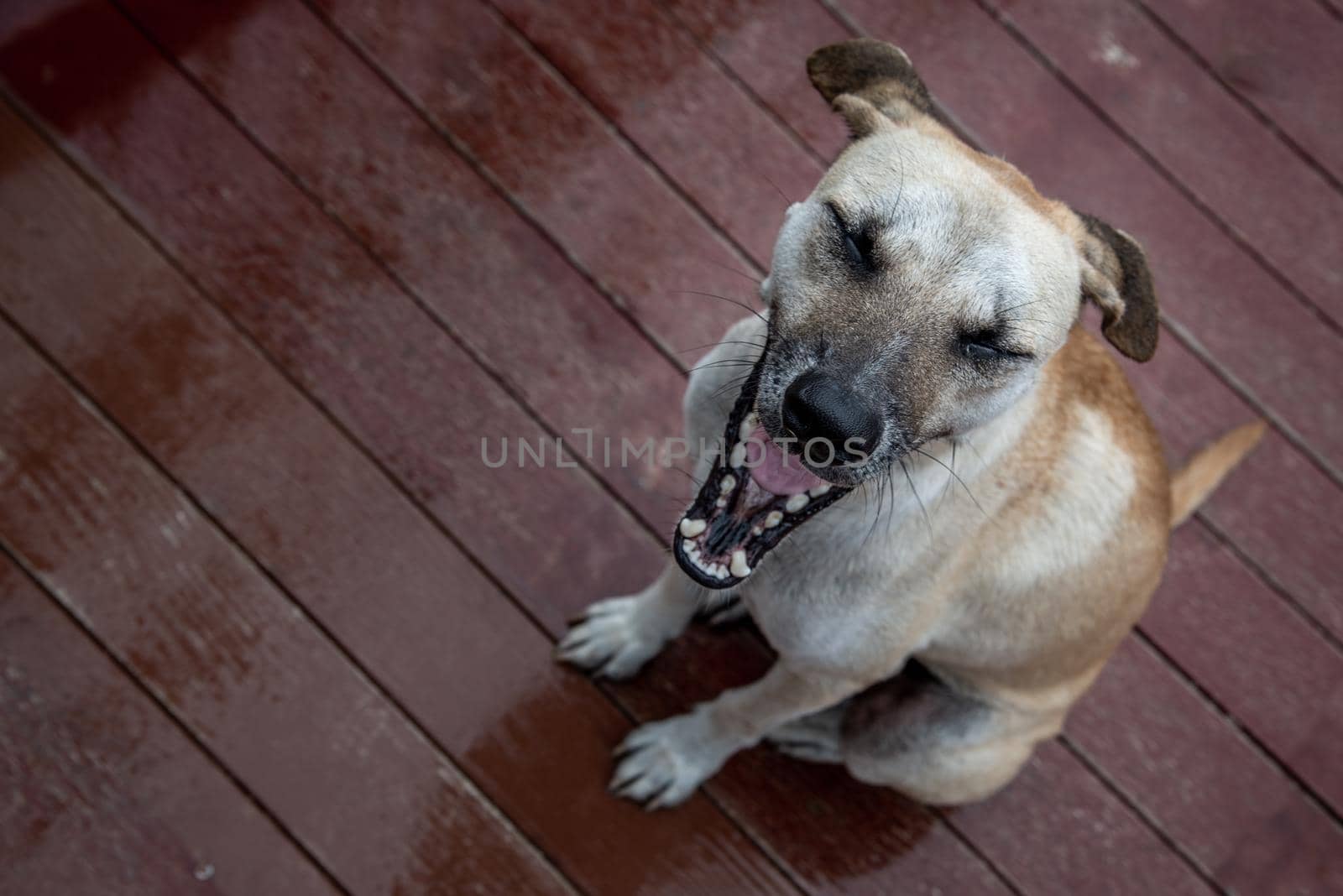 A dog standing on a Wood bridge walkway over the swamps on a rainy day. copy space.