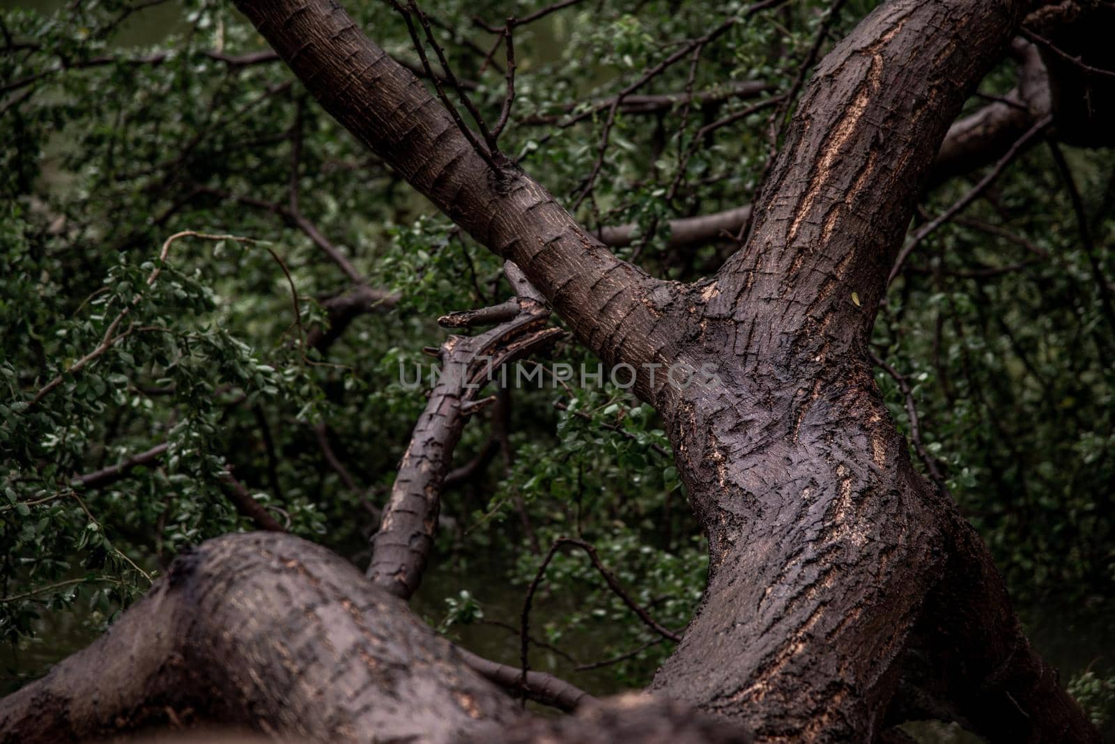 Old trees, creating beautiful patterns after the rainy day. copy space.