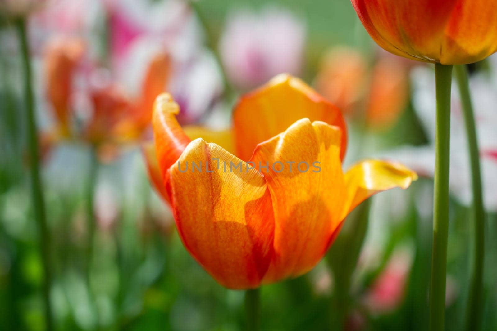 Beautiful colorful tulips flower in spring time garden