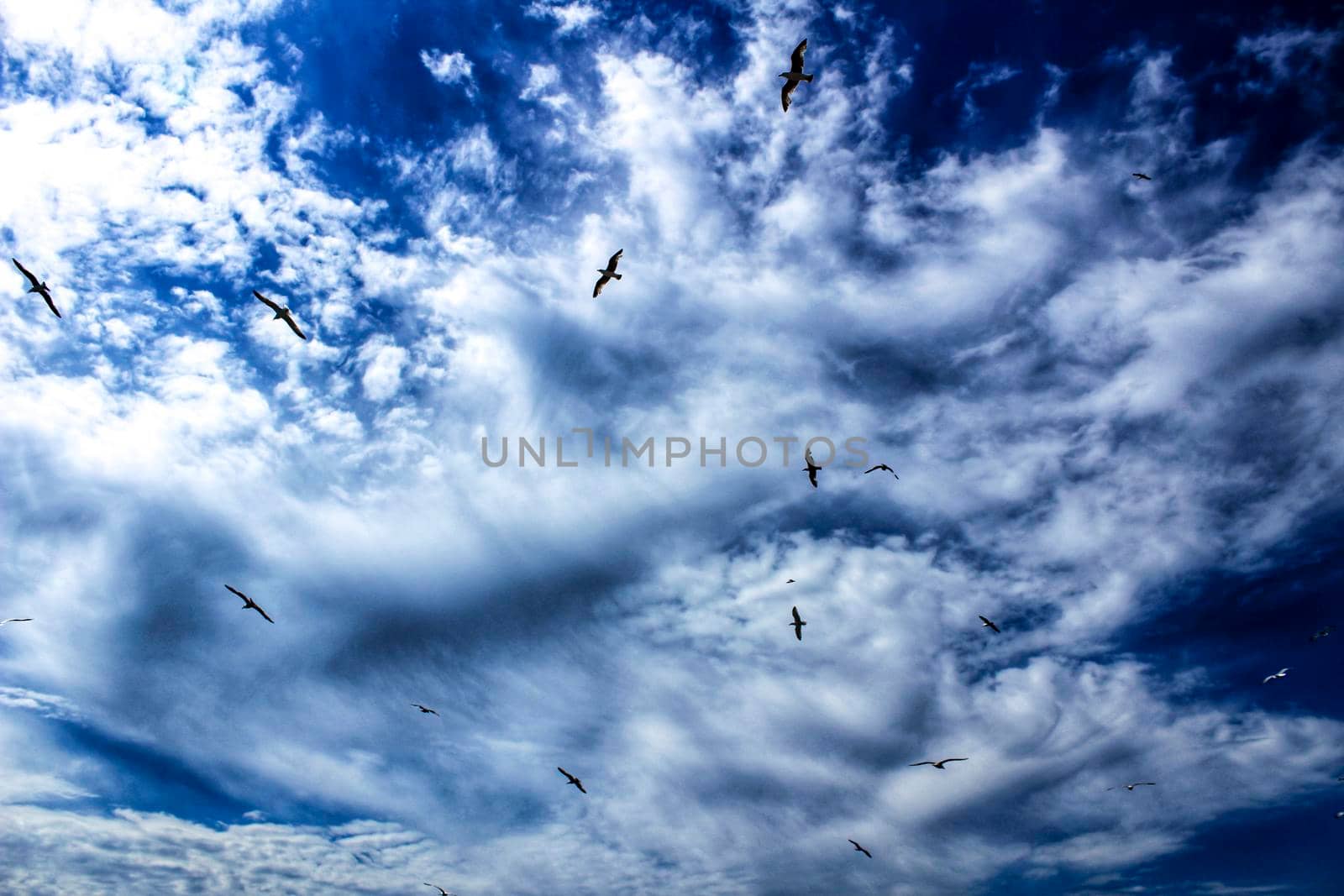 Seagulls flying under cloudy and blue sky by soniabonet