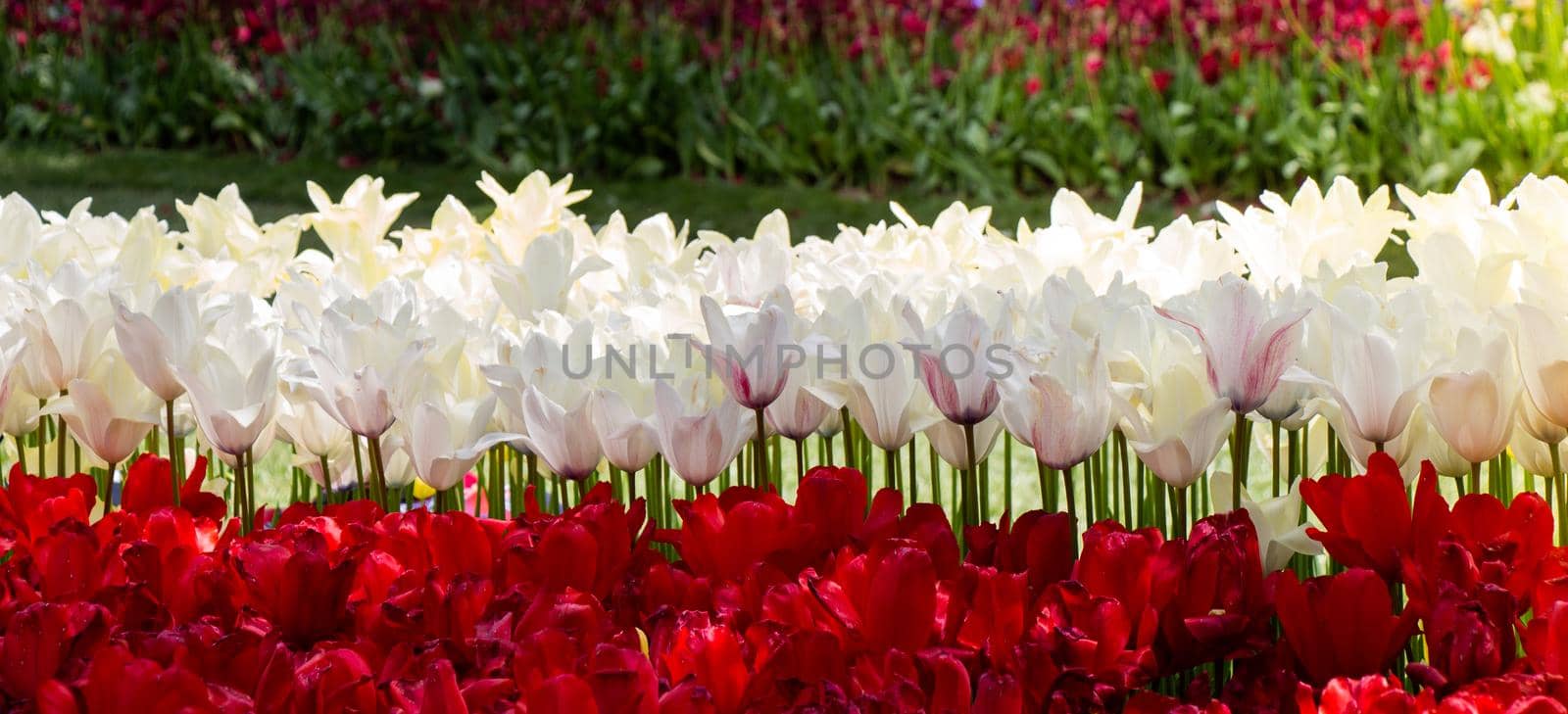 Blooming tulips  flowers in  as  floral plant  background