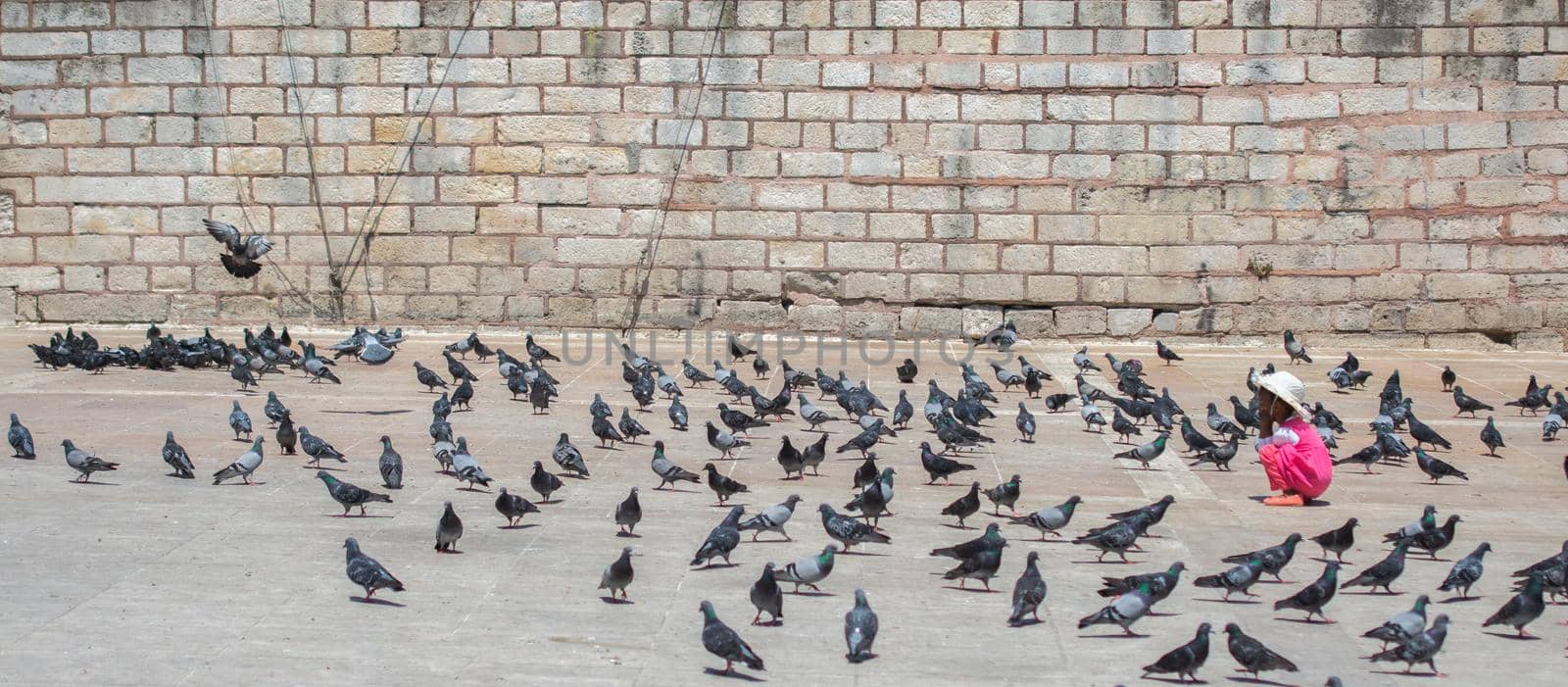 Lovely wild pigeons bird live in urban environment by berkay