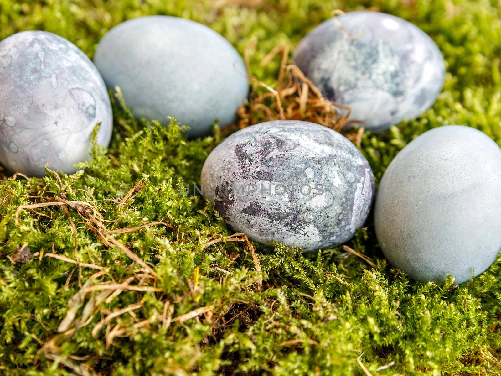 Painted chicken egg in green moss. Selective focus