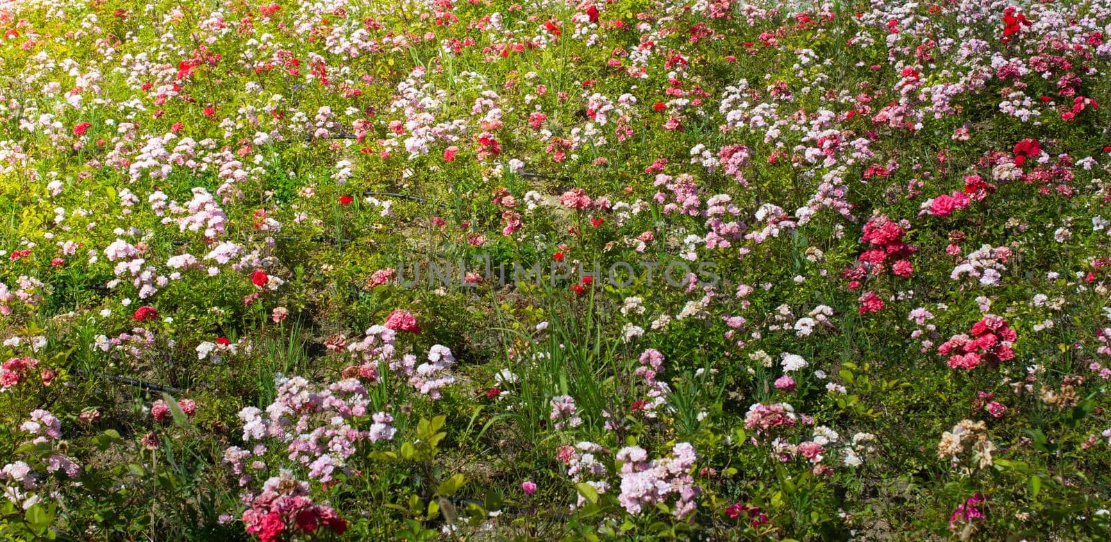 Botanical Garden bright floral gardens colors in full bloom