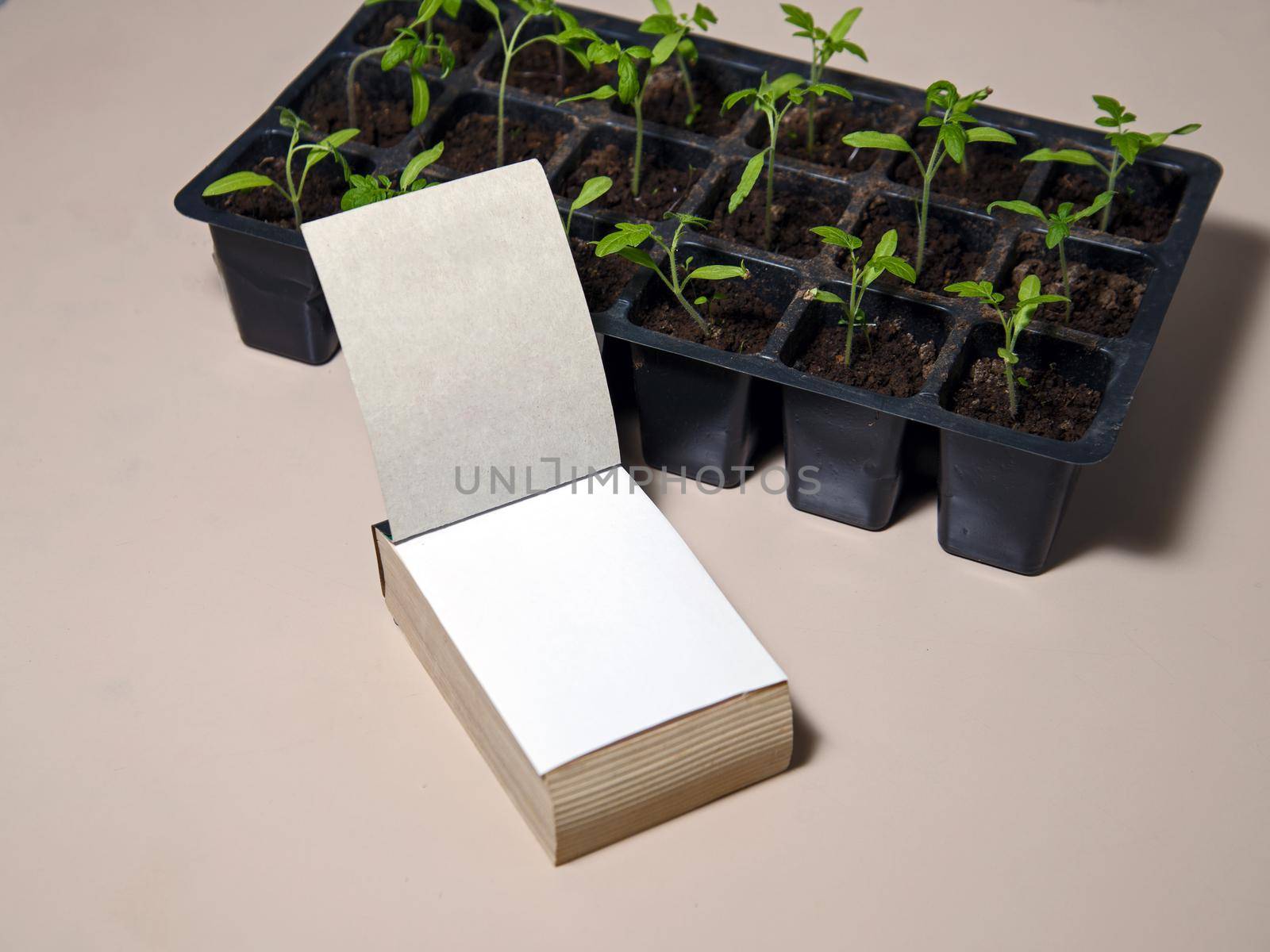 Notebook, box with green sprouts of plants on light table.