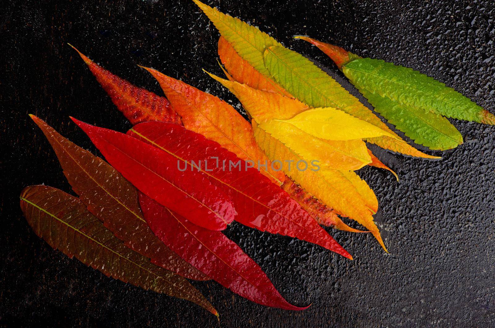 colorful fall leaf background. autumn leaves palette