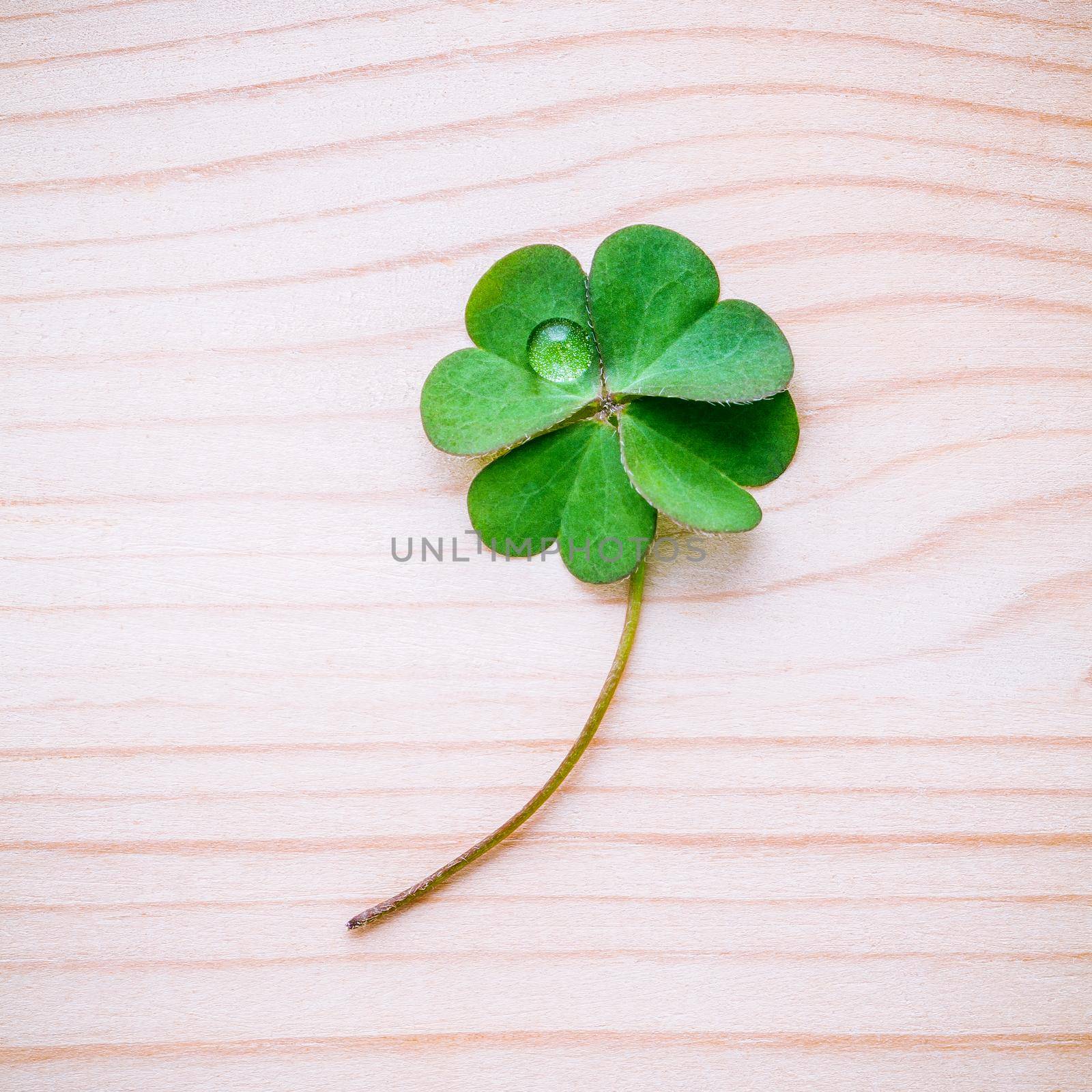 Clover leaves on shabby wooden background. The symbolic of Four Leaf Clover the first is for faith, the second is for hope, the third is for love, and the fourth is for luck.