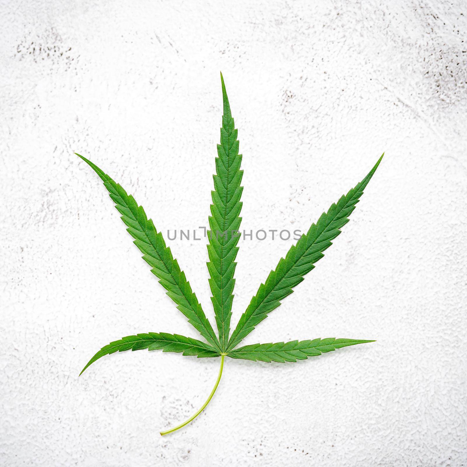 Fresh cannabis leaves  set up on white concrete background.  by kerdkanno